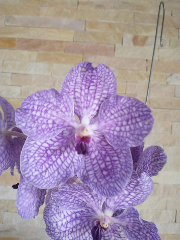 Vanda Sem Identificação 136 Orquidário Dona Vanda