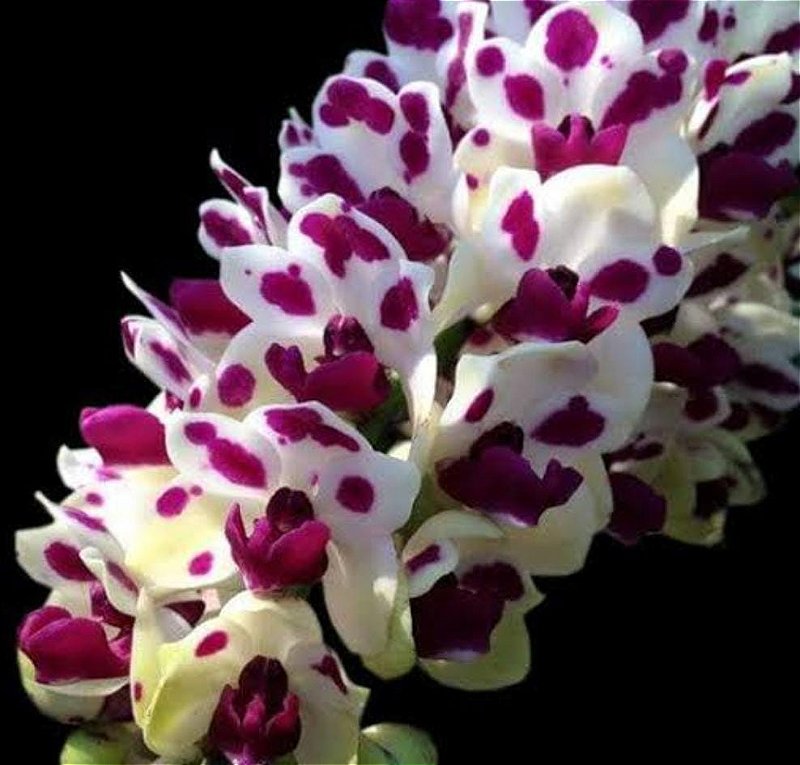 Rhynchostylis Gigantea Cartoon - Orquidário Dona Vanda