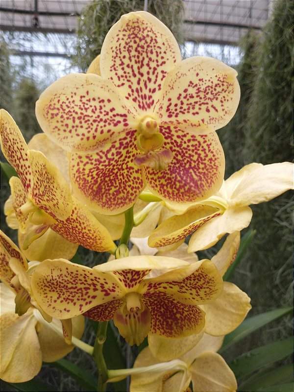 Vanda Sem Identificação 146 Orquidário Dona Vanda