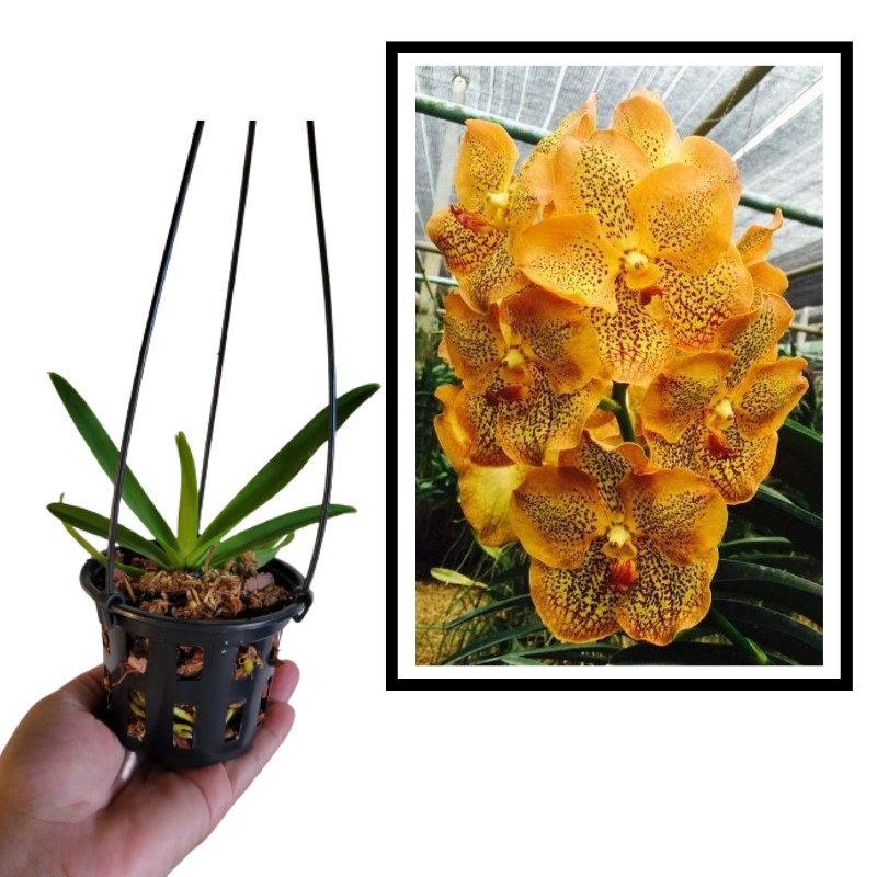 Muda de Vanda Sanchai Gold Spot 9 Orquidário Dona Vanda