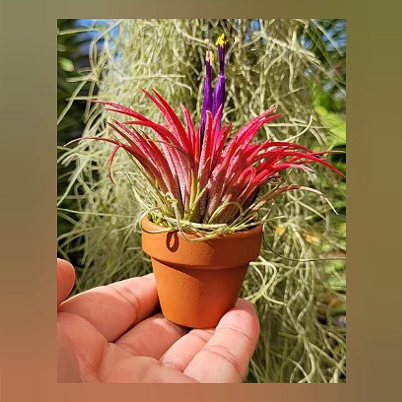 Tillandsia Ionantha - Orquidário Dona Vanda