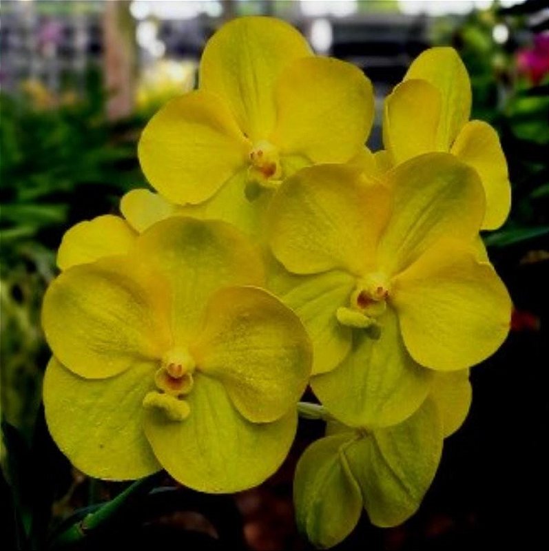 Vanda Suksamran Gold x Thai Spots nº 87 - Orquidário Dona Vanda