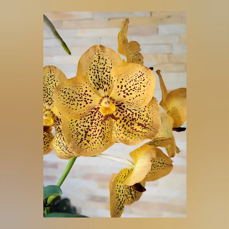 V. Sancha: Gold Spots バンダ　蘭 inshot_20260122_232424742-