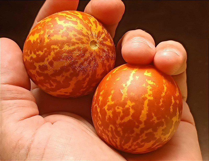 Melão de Bolso (Cucumis melo) - sementes - Fractal Sementes
