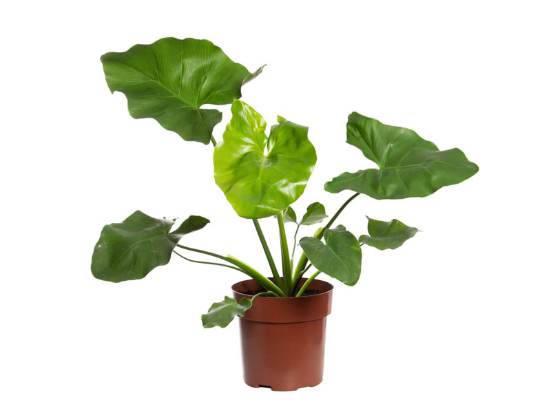 Filodendro Ondulato (Philodendron undulatum) - Boni Plantas & Paisagismo