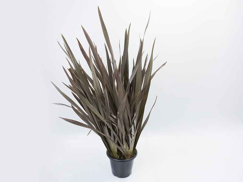 Fórmio roxo - Boni Plantas: Compre Online
