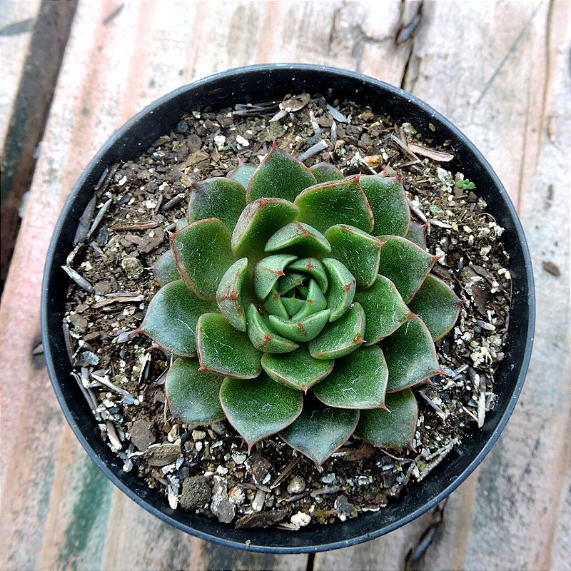 【✦✦1点物✦リメイク✦echeveria✦Jacket✦size1✦✦】 Echeveria - Suculentas Pt 11 - Produtos - Cactário Horst