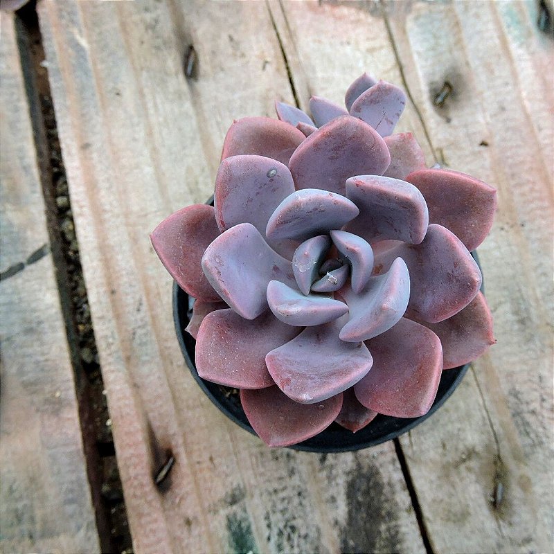 echeveria Leather Switiching work JKT　０ ECHEVERIA SPRITSE - Orquídea Negra BR