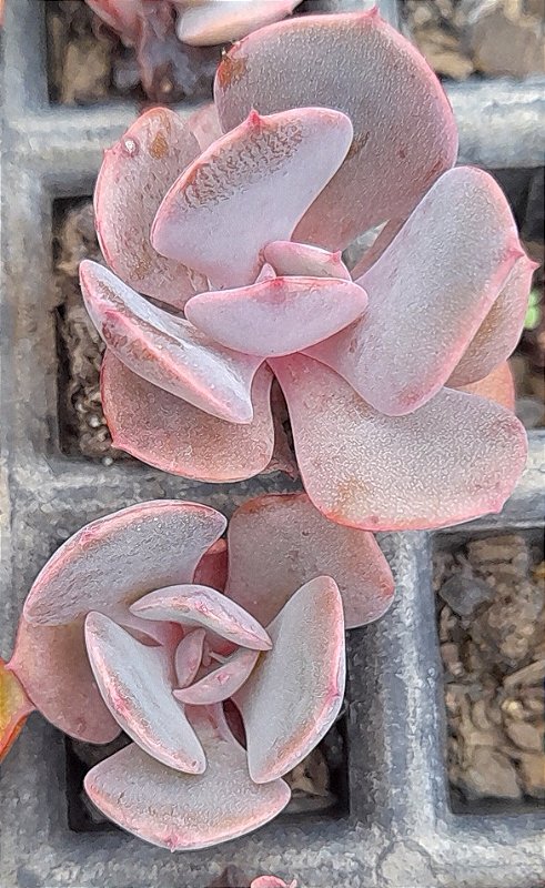 ECHEVERIA DUST ROSE