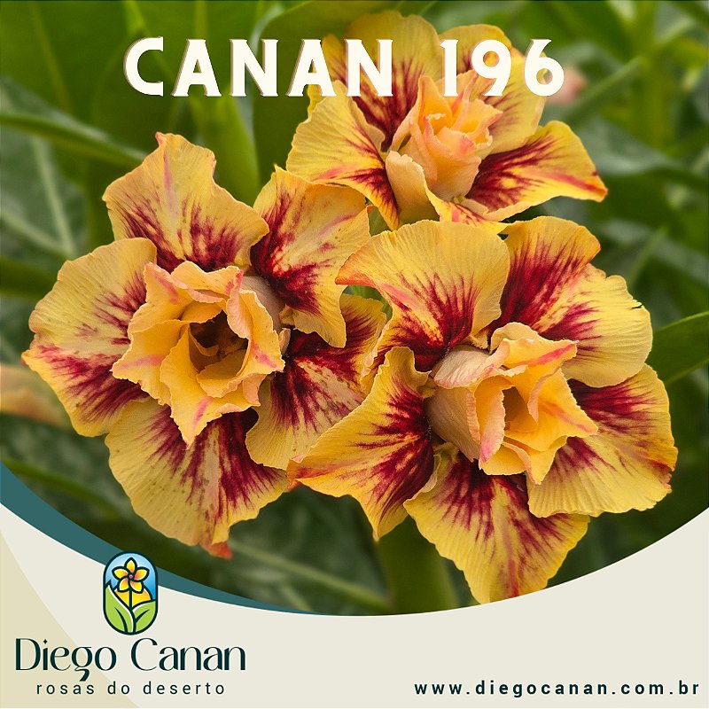 Enxerto CANAN 196 PERFUMADA - Diego Canan | Rosas do Deserto