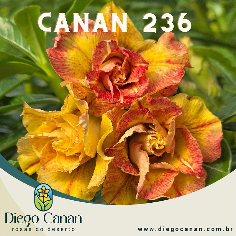 Enxerto CANAN 236 PERFUMADA - Diego Canan | Rosas do Deserto