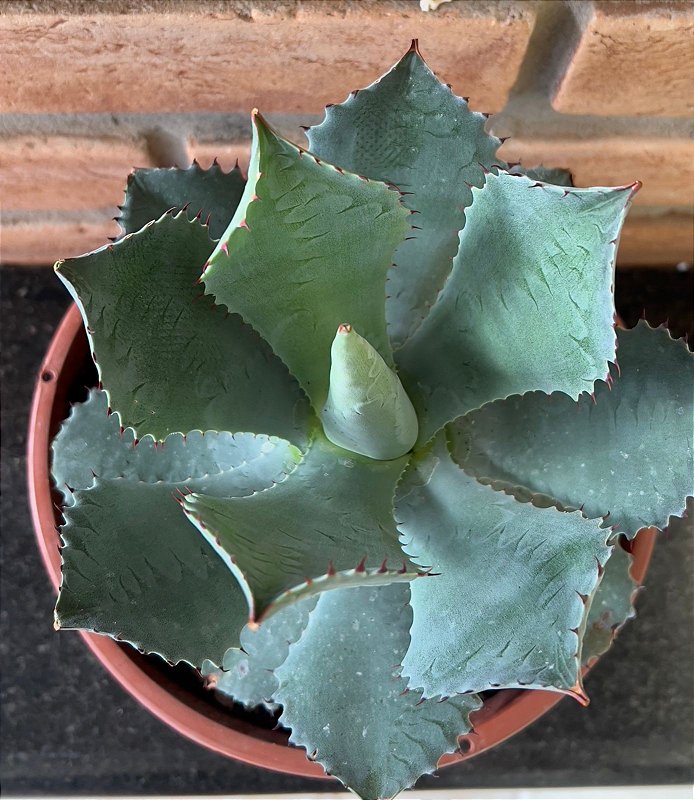 Agave Parryi Cuia 21 - Suculentas Holambra