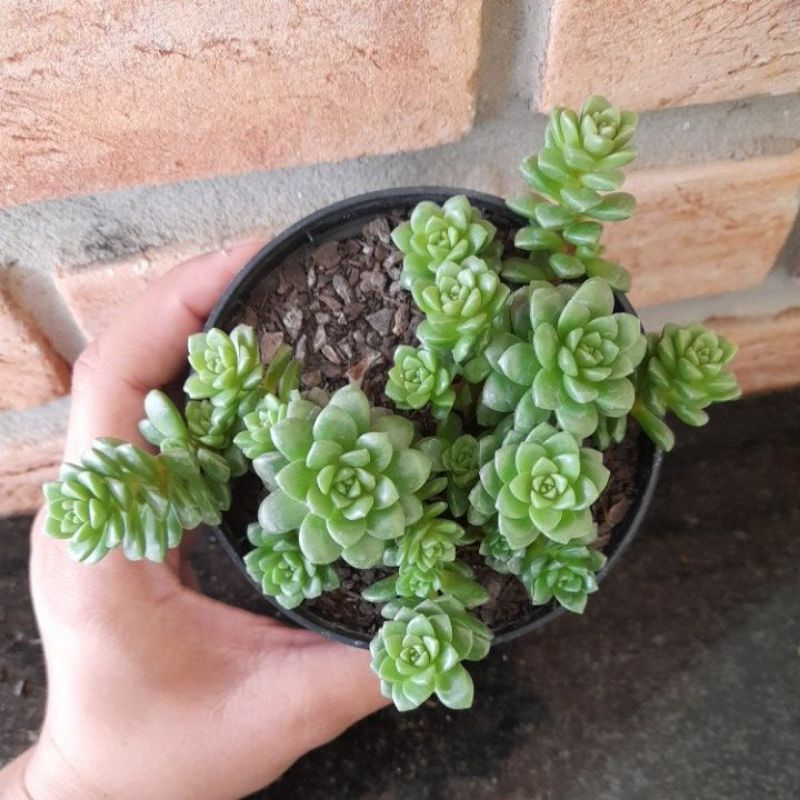 Crominosedum Little Gem Pote 11 - Suculentas Holambra