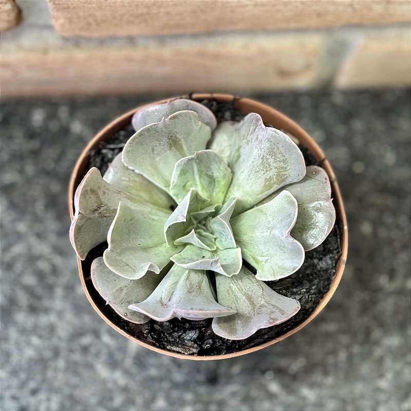 Echeveria Painted Frills X Topsy Turvy Pote 11 - Suculentas Holambra