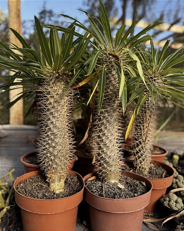 Pachypodium Lamerei Pote 20 (palmeira De Madagascar) - Suculentas