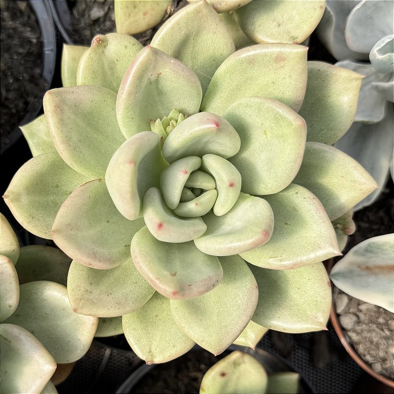Echeveria Avocado Cream Pote 9 - Suculentas Holambra
