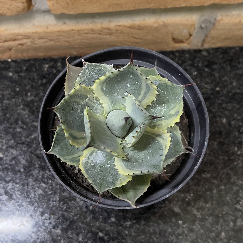 Agave Variegata Pote 11 - Suculentas Holambra