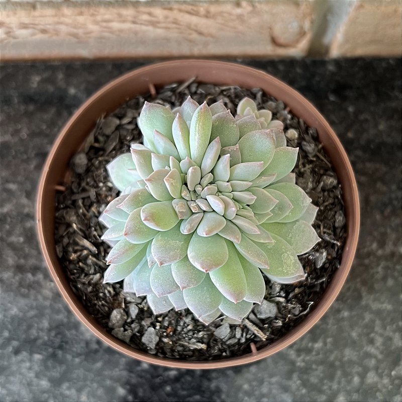 Graptoveria Milky Way cristata pote 11 - Suculentas Holambra