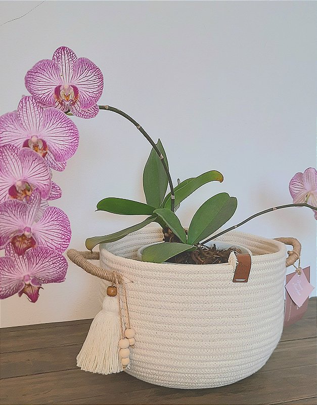 Cesto P com Alças Decorativo para Organização de Lares Aconchegantes