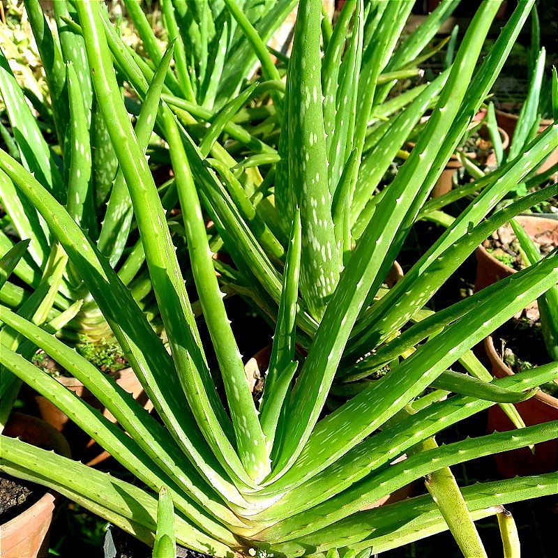Babosa - Aloe vera - 30 Centmetros - Orquidrio 4 Estaes - Orqudeas e  Flores Ornamentais