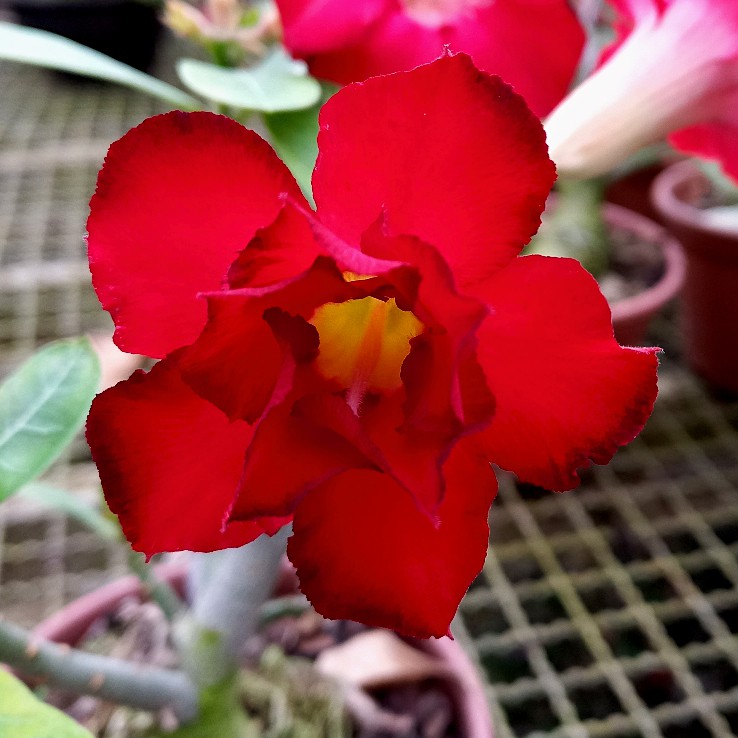 Rosa do Deserto Vermelha Dobrada - Orquidário 4 Estações - Orquídeas e  Flores Ornamentais