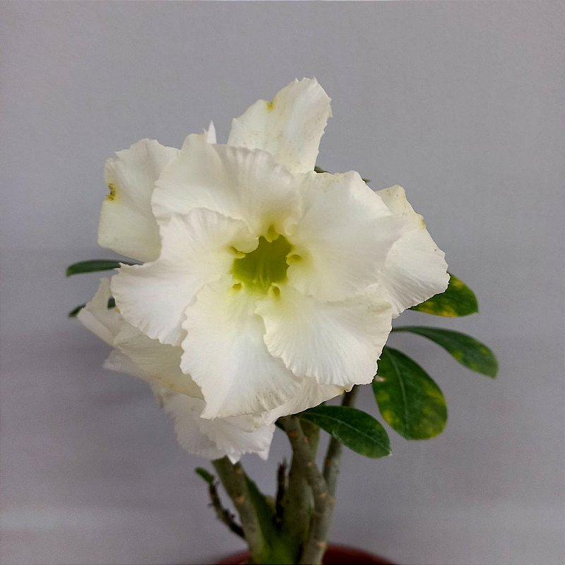 Rosa do Deserto Branca Dobrada - Orquidário 4 Estações - Orquídeas e Flores  Ornamentais