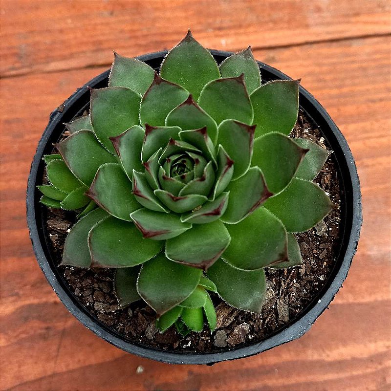 Suculenta Sempervivum calcareum Orquidário Estações Orquídeas e Flores Ornamentais