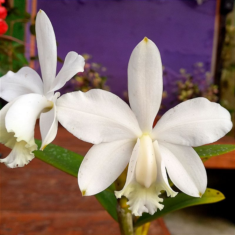 Orquídea Cattleya loddigesii alba - Orquidário 4 Estações - Orquídeas e  Flores Ornamentais
