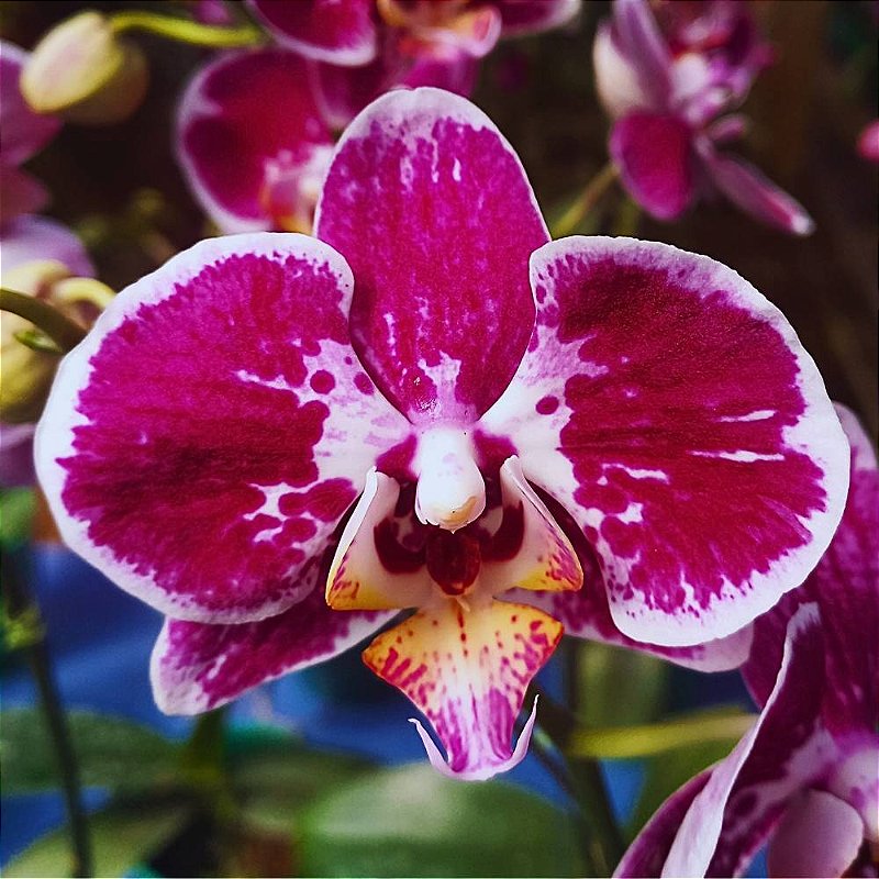 Orquídea Phalaenopsis Especial n.01 - Orquidário 4 Estações