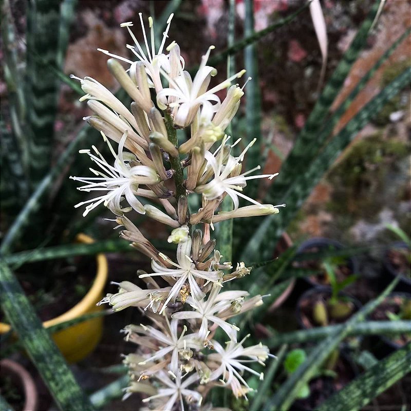 Planta Sansevieria Fernwood - Orquidário 4 Estações - Orquídeas e