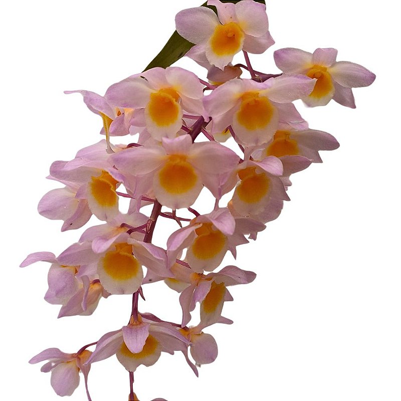 Orquídea Dendrobium thirsiflorum x mousmee - Orquidário 4 Estações