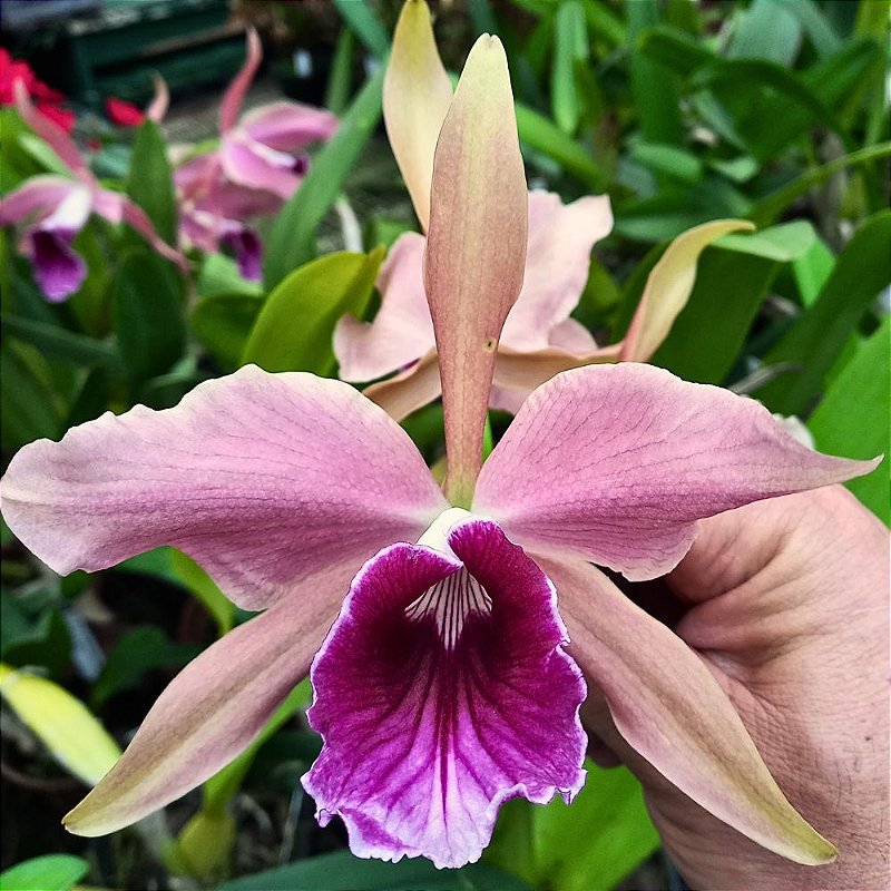 Orquídea Laelia Pacavia - Orquidário 4 Estações - Orquídeas e