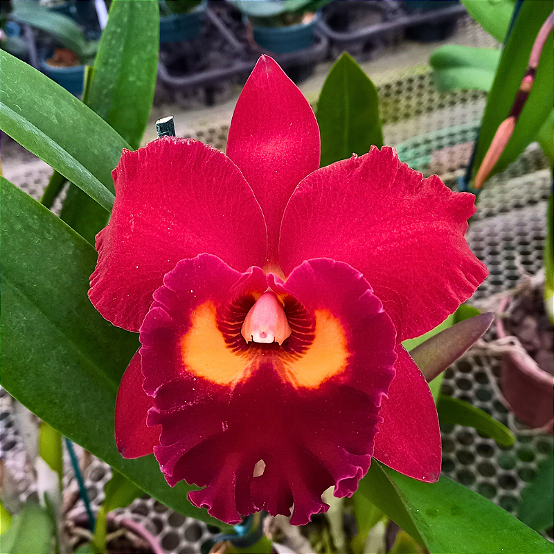 Orquídea Potinara Red Crab - Orquidário 4 Estações - Orquídeas e