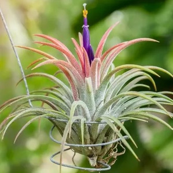 ブロメリア・エアープランツ Tillandsia exserta x ionantha'Apretado' ブロメリア・エアープランツ Tillandsia exserta x ionantha'Apretado