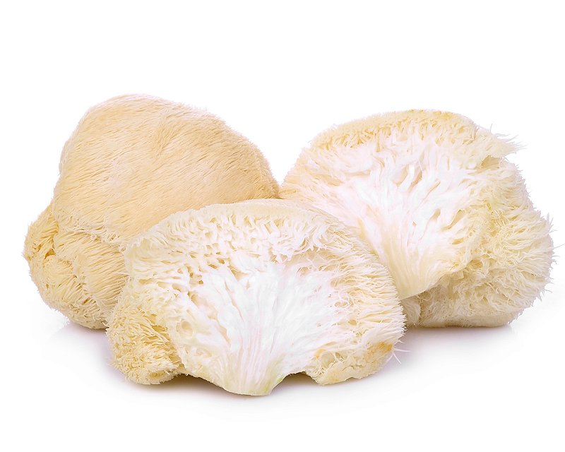 Juba de leão (lion's mane) Reino dos Cogumelos Juba de leão (lion's mane) Reino dos Cogumelos