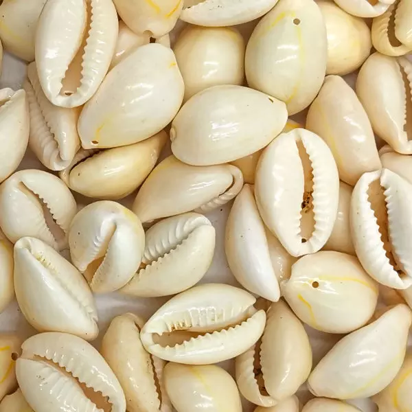 Aplique Concha Búzios Cru - Pacote