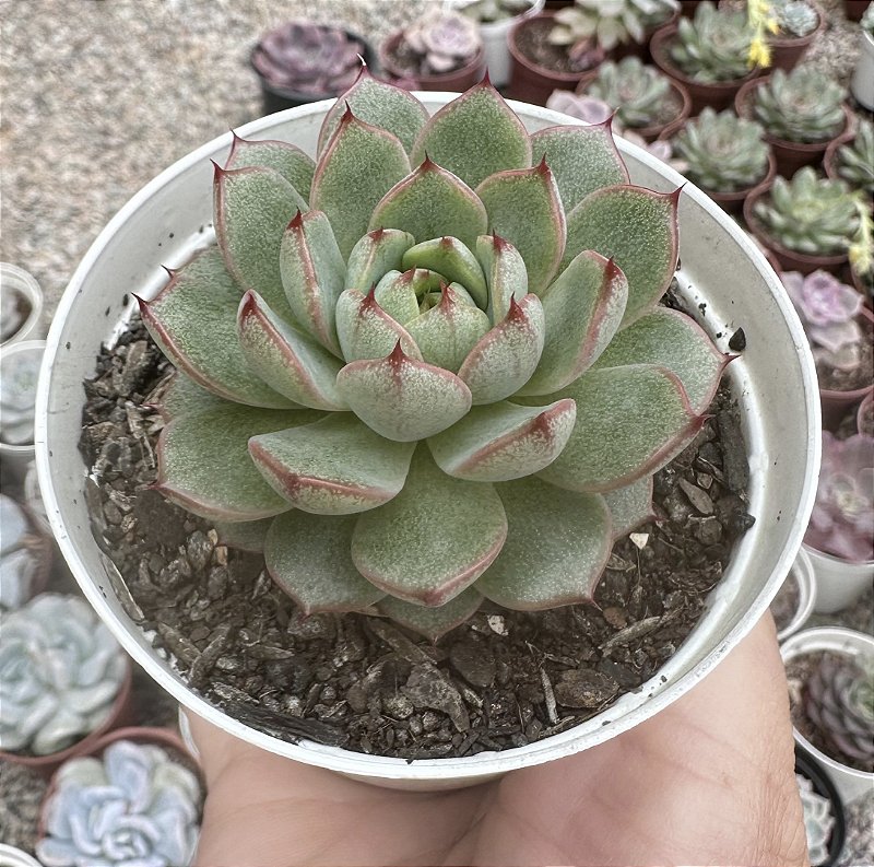 T. Succulent Form × Nizanda T'STROPICALS E. FOX STAR POTE 9 - Suculove By Juh