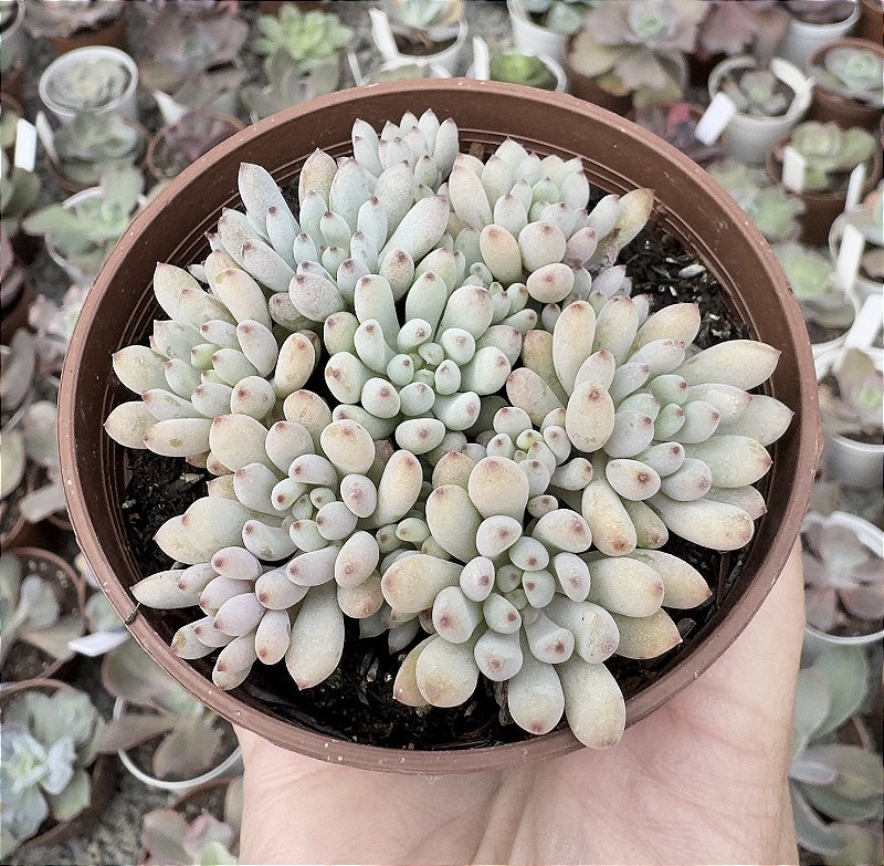 GRAP. PACHYPHYLLUM ROSE POTE 9 - Suculove By Juh