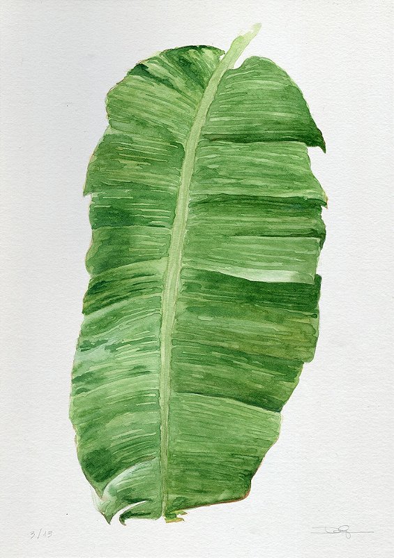 Ô bananeira, 2017 | 42 x 59,4 cm