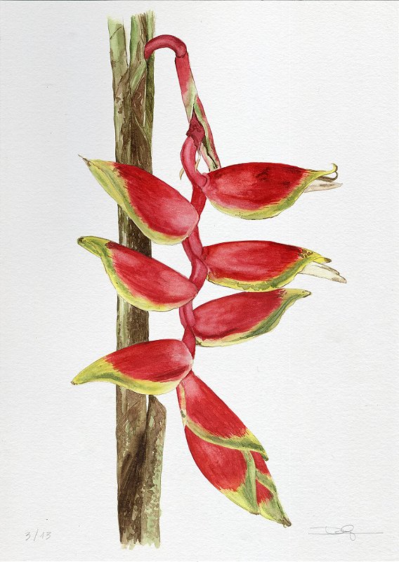 Série botânica – Heliconia rostrata, 2017 | 29,7 x 42 cm