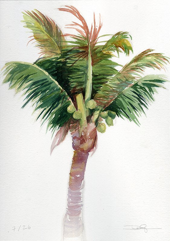 Um coqueiro em Barreirinhas, 2016 | 14,7 x 21 cm