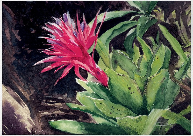 Bromélia perfeita | 29,7 x 21 cm