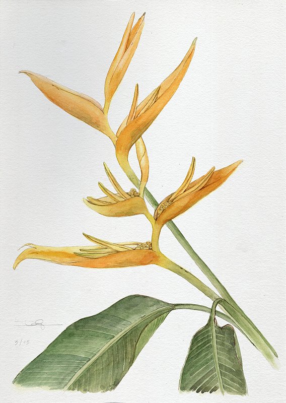 Helicônia psittacorum, 2018 | 21 x 29,7 cm