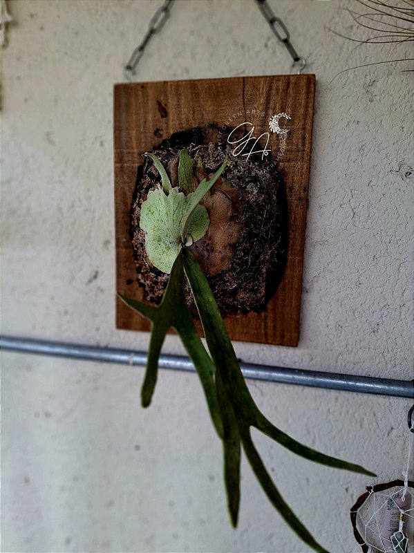 Platycerium Veitchii Lemoinei - Ateliê Green Arts