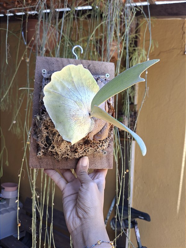Platycerium Willinckii Gigante do Emílio - Ateliê Green Arts