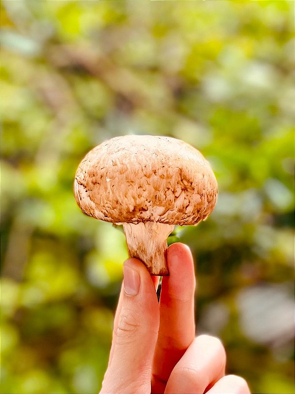 Cogumelo Shitake Shiitake 500g