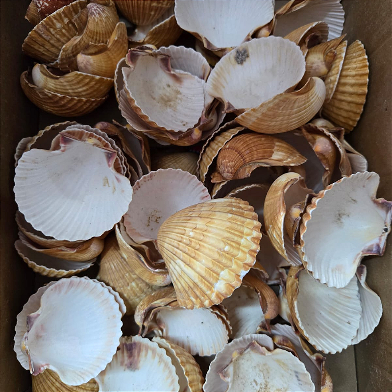 Concha Shell - Sarava Shop