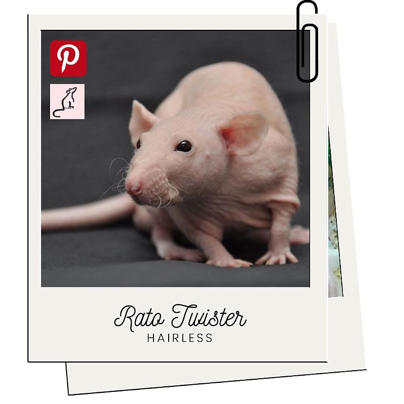 Rato Twister Hairless Rancho Dos Roedores