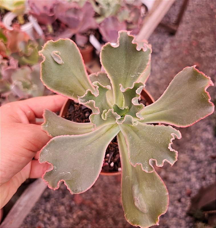 ECHEVERIA VIRGÍNIA LEE. POTE 11 - Kátia Ferreira suculentas