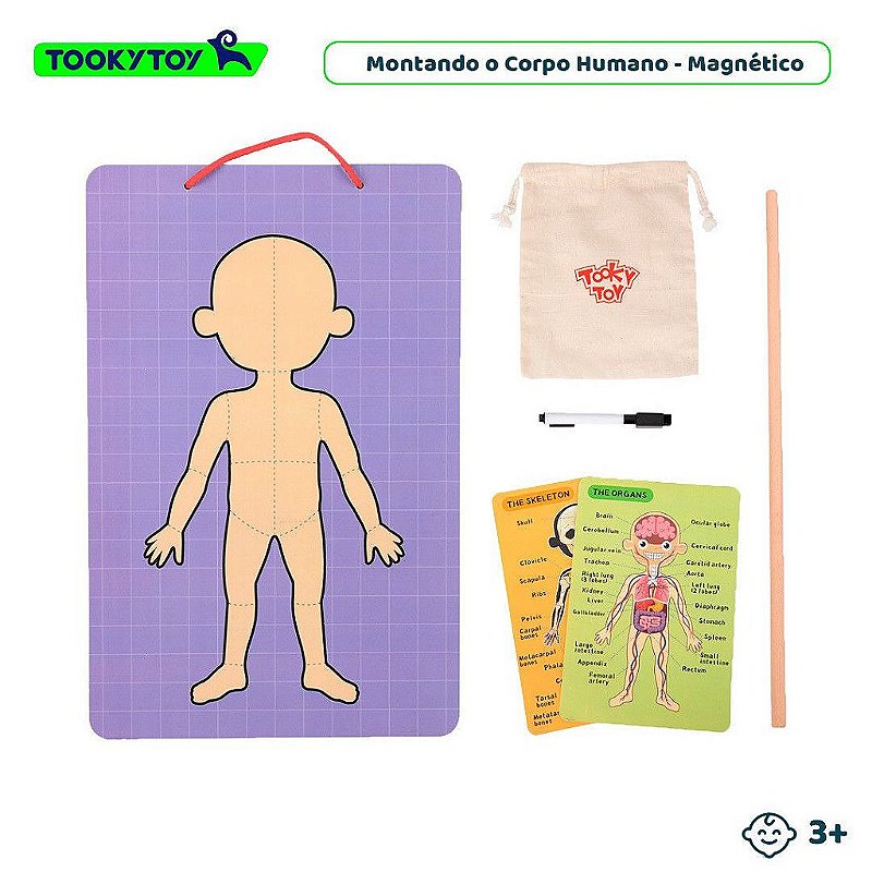 Montando o Corpo Humano (Anatomia Humana) Magnético - Tooky Toy